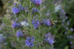 Honigbiene auf Blüte des Gemeinen Natternkopf