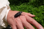 Hirschkäfer Weibchen 1