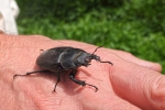 Hirschkäfer Weibchen 2