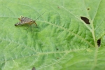 Skorpionsfliege Panorpa germanica Weibchen