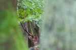 Wildbeobachtung - Portrait Rothirsch - Jan Zeissler