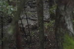 Wildbeobachtung - Wildschweine - Jan Zeissler