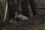 Wildbeobachtung - Wildschwein - Jan Zeissler