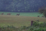 Wildbeobachtung - Rothirsche - Jan Zeissler