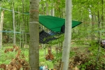 Baumnest 1