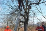 Aktion-Steinkauz-Hähnlein-32-10x15s