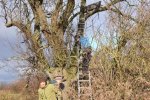 Aktion-Steinkauz-Hähnlein-38-10x14s