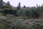 Schilfernte am Auweiher 13