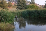 Schilfernte am Auweiher 04