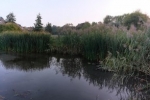 Schilfernte am Auweiher 05