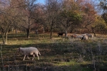 Bipsweide - Schafe umstellen 03 10x16s