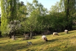 Bips-Weide 5