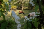 Bips-Weide 2