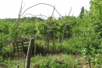 Füchsetreff Wühlmausgarten - Gemüsebeet