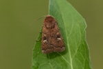 Braune Spätsommer-Bodeneule (Xestia xanthographa)