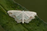 Schmuck-Kleinspanner (Scopula ornata)
