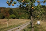 Kirschgarten Birnbau
