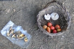 Pilze finden 4