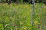 Bienenweide 1