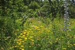 Bienenweide 2