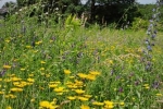 Bienenweide 3