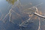 Amphibienteich-Malcher-Tanne-Laichschnüre-Erdkröte-01-10x13s