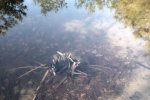 Amphibienteich-Malcher-Tanne-Laichschnüre-Erdkröte-02-10x17s