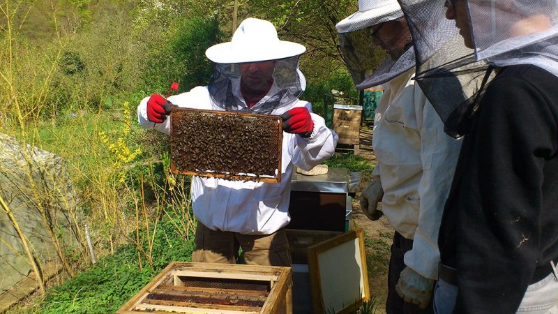 Arbeit am Bienenstock
