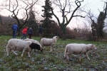 Dollacker Schafweide 4