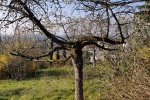 Steinkauzröhren-Dollacker-08-10x13s
