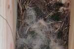 Steinkauzkästen-Hähnlein-Nest-1-10x21s