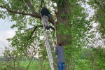 Steinkauzkästen-Hähnlein-Nest-1-3-10x13s