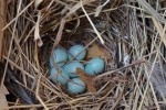 Steinkauzkästen-Hähnlein-Nest-3-10x14s