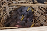 Steinkauzkästen-Hähnlein-Nest-4-2-10x14s