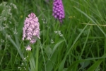 Pyramidenorchis-NABU-Grundstück-04-10x17s