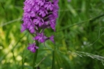 Pyramidenorchis-NABU-Grundstück-08-10x17s