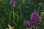 Pyramidenorchis-NABU-Grundstück-09-10x17s