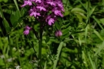 Pyramidenorchis-NABU-Grundstück-1-10x17s