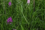 Pyramidenorchis-NABU-Grundstück-3-10x17s