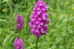 Pyramindenorchis-03-10x14