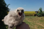 Turmfalke 01