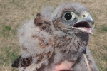 Turmfalke 06