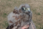 Turmfalke 07