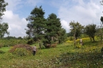 Bienenweide 4