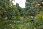 Bienenweide 1