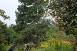 Bienenweide 2