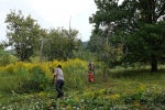 Bienenweide 3