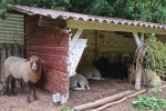 Schafstall Etzwiesen 1
