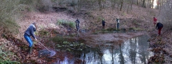 Feuersalamander am Wuehlmausweiher 3