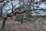 Steinkauzaktion-Malchen-23-10x13s